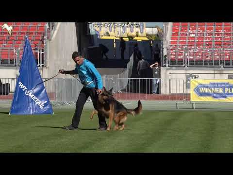 1070 Zabax vom Holtkämper Hof - TSB BSZS-2023 - lässt nicht ab