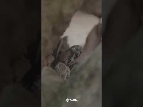 Celebrating World Snake Day with the Echis Viper in Goa's Lush Forests