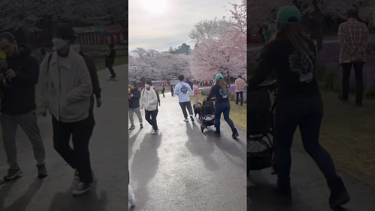 今日７時｢赤城南面千本桜｣