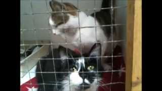 preview picture of video 'Adopt Us ! Two A D O R A B L E Kitty Cats'