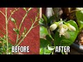 Will Citrus Trees Flower And Fruit After Losing Leaves? | Common Potted Citrus Tree Problems