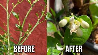 Will Citrus Trees Flower And Fruit After Losing Leaves? | Common Potted Citrus Tree Problems