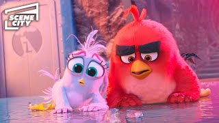 Silver's Plan to Stop Zeta Fails?! | The Angry Birds Movie 2 (Jason Sudeikis, Rachel Bloom)