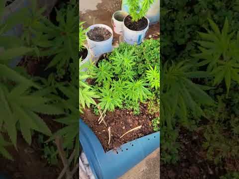 garden update mainline vs topping vs fimming
