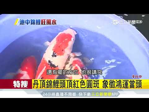 錦鯉 風水