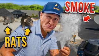 HEARING rats in your walls? here's what to do