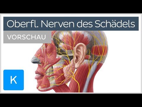 Schädel und Gesicht: Oberflächliche Nerven (Vorschau) | Kenhub