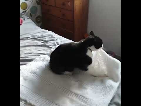 Tuxedo cat kneads and bites blanket