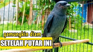 Download lagu SRIGUNTING ABU ABU GACOR PALING AMPUH BIKIN SRIGUNTING BAHAN MELAWAN IKUT GACOR mp3