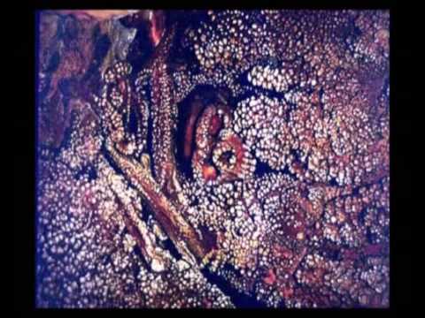 Kreation Evolution 04 Saeugetiere im Wandel 7/8