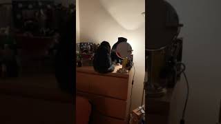 Possession is 9/10 of the law 😻😻