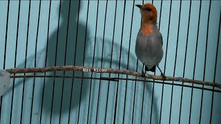 Download lagu Kicau Burung Kemade Gacor Lagu Enak mp3