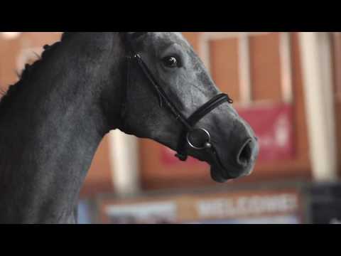 05 Stute / Mare v. Kannan - Cornet Obolensky