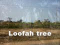 Gambia part 2
