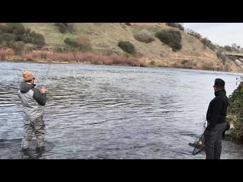 Steel Head Fishing - Accidentally caught a Late running Salmon.  American River Sac. Ca. 1/1/2021