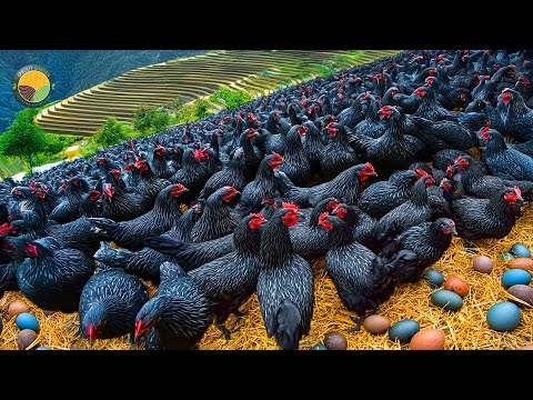 How to Raise Black Chickens: Why Black Chicken Eggs and Meat Are So Expensive | Farming Documentary