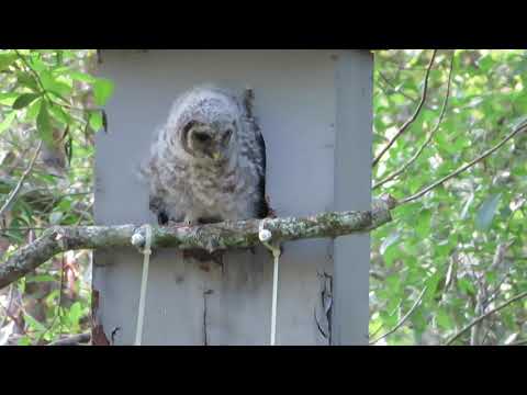 Baby Owl outside nest box.