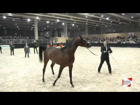 N 173 FEUER JADE   Verona 2015   Colts 3 years old Class 6