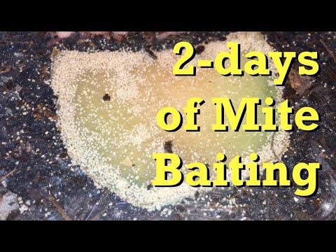 Progress of melon to round-up mites in ANC bins - worm farm vermicomposting