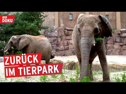 Video Thumbnail: Die Elefanten-Baustelle: Nach sechs Jahren wieder im Tierpark Berlin | Reportage