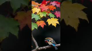 Download lagu #trending #nature #beautiful #burung #viralvideo #subscribe #burungcantik #burungkicau #burunggacor mp3