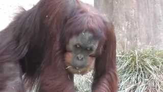 Sumatran Orangutan Monkey Eating The Ground Sacramento Zoo
