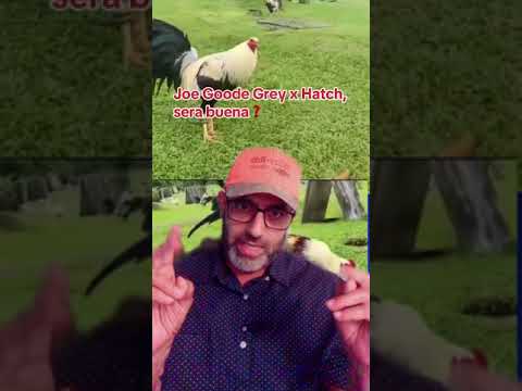 Cruza: Joe Goode Giro x Hatch, que sale❓