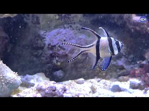 Virtual Visit: What Is Mouthbrooding?