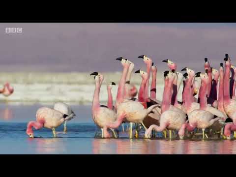March of the Flamingoes Funny