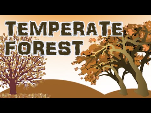 Four season forest | Discover Temperate Forest | Part 1 Animated