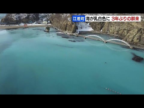 500年前のニシン資源の崩壊