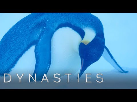 Dynasties Crew Rescues the Trapped Penguins | Dynasties | BBC Earth