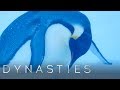 Dynasties Crew Rescues The Trapped Penguins Dynasties BBC Earth