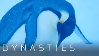 Download lagu Dynasties Crew Rescues the Trapped Penguins | Dynasties | BBC Earth mp3 Download lagu Dynasties Crew Rescues the Trapped Penguins | Dynasties | BBC Earth mp3