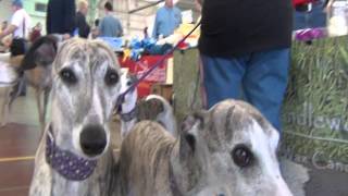 Why I Love Greyhounds In Gettysburg