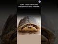 Turtle hiding in shell