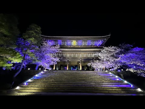 京都　円山公園・知恩院　夜桜ライトアップ　ライブ配信 4K