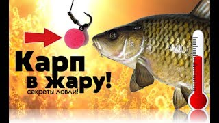 Хитрости ловля карпа летом в жару