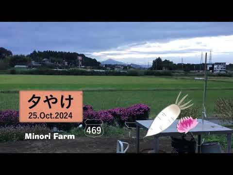 木灰が好きな野菜はどれですか?知っておくべきことはすべて！  庭園