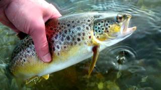 trout fishing dates trout fishing america wild trout fishing
