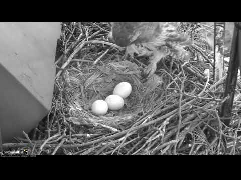 First Egg At Red-tailed Hawk Nest Appears to Be Pipping! April 21, 2018 | Cornell Hawks Cam