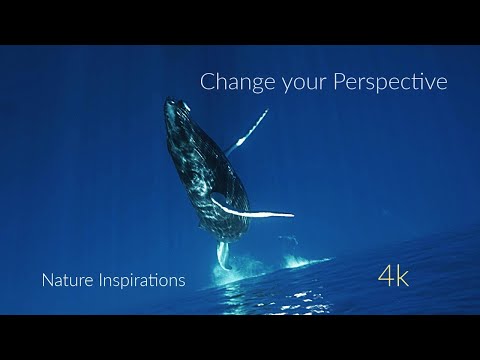 The Whale That Dances on the Ocean – An invitation to have a Fresh Look at Possibilities - narrated!