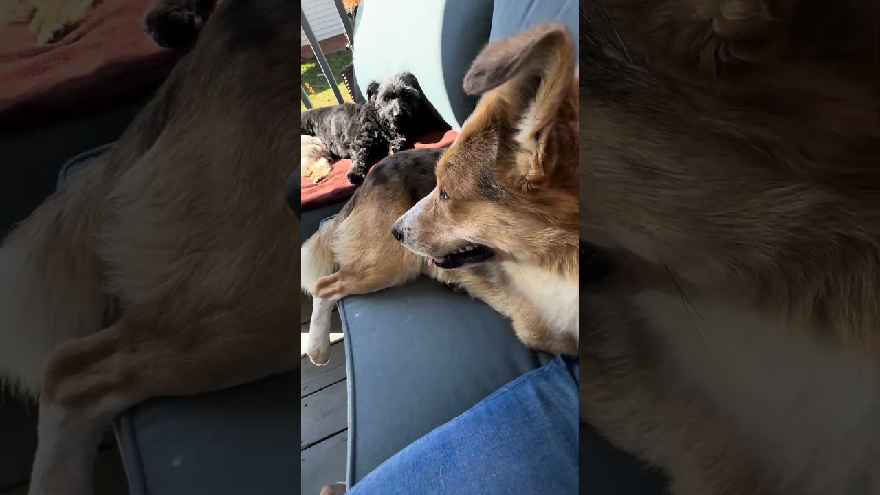 Enlarge Ozzy , a ADOPTABLE mixed breed in Wilkesboro, NC video 4/4