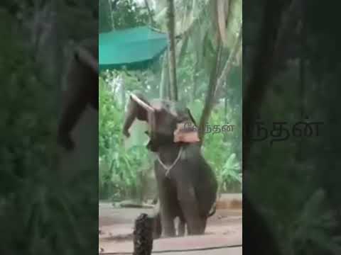elephant enjoying rain