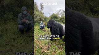 Download lagu Here's Why Gorillas Pat Their Chests mp3