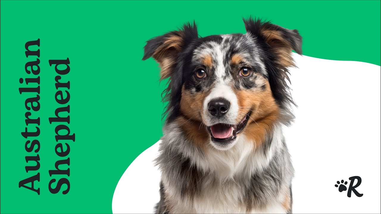 Australian Shepherd Dog Breed Guide with Rover: Facts, Training & Puppy Tips