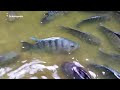 CULTIVATE MUJAIR FISH IN TARPAULIN POND CHEAP AND HUGELY PROFITABLE