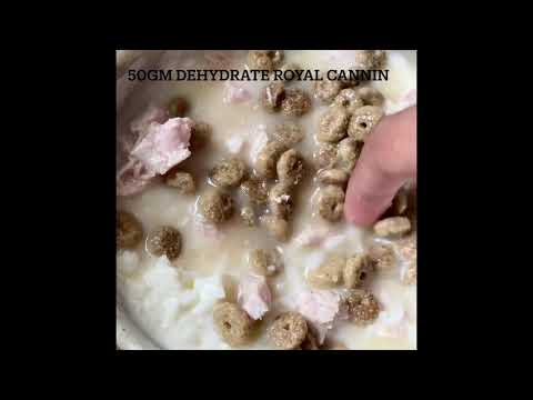 Boxer puppy 9 weeks home diet plan & feeding guide