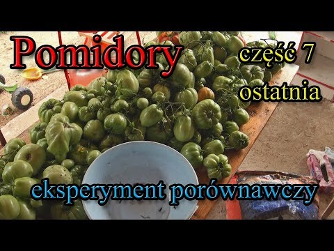 Tomato experiment - part 7 - harvest and summary