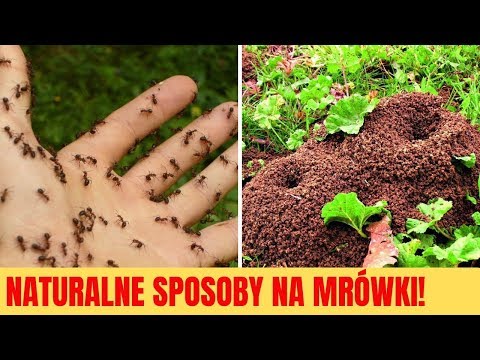 Pozbądź się mrówek z DOMU i OGRODU tymi naturalnymi sposobami (bez zabijania ich)